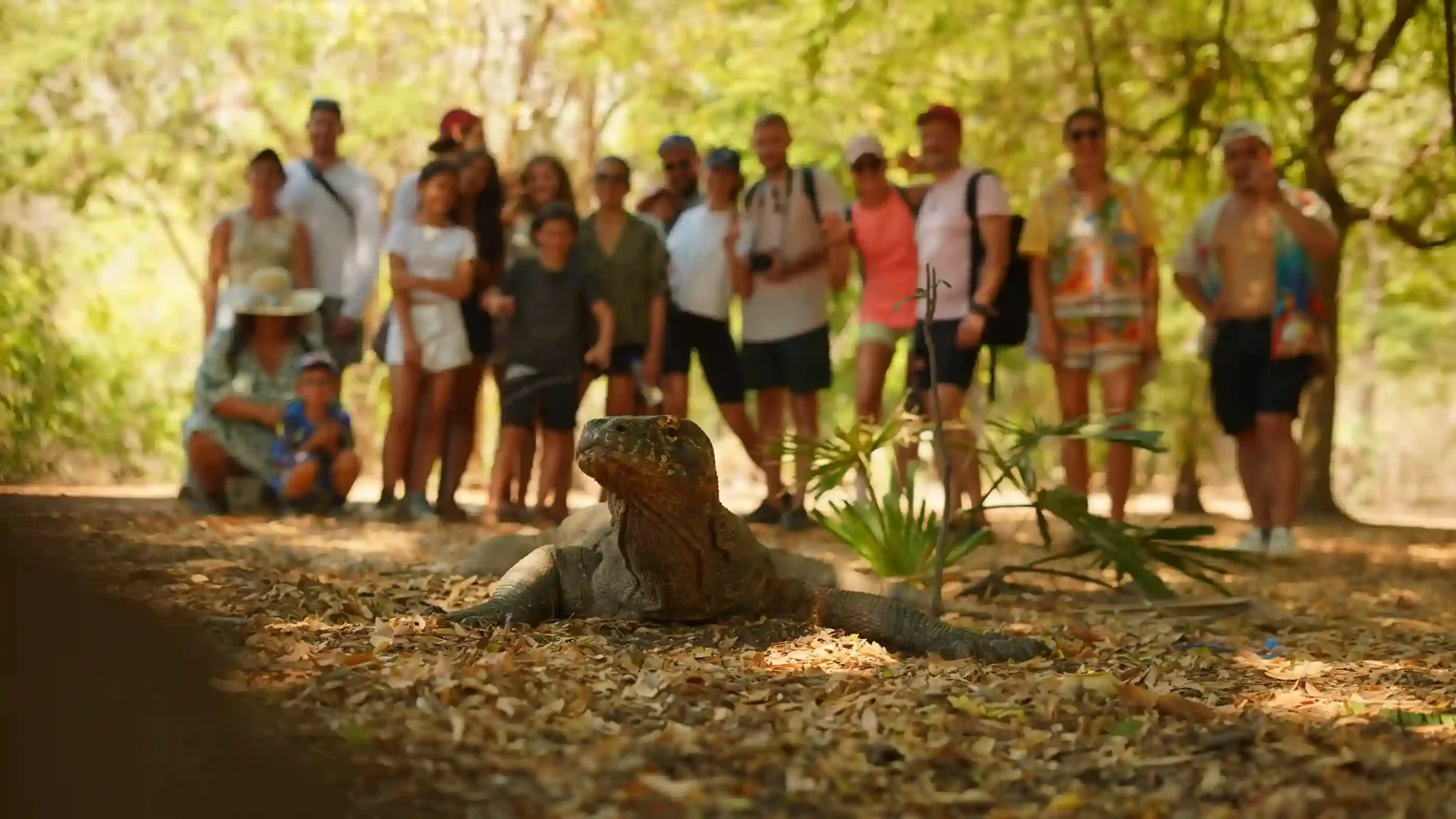 科莫多巨蜥 (Komodo Dragon) — 科莫多國家公園原生棲息地導賞