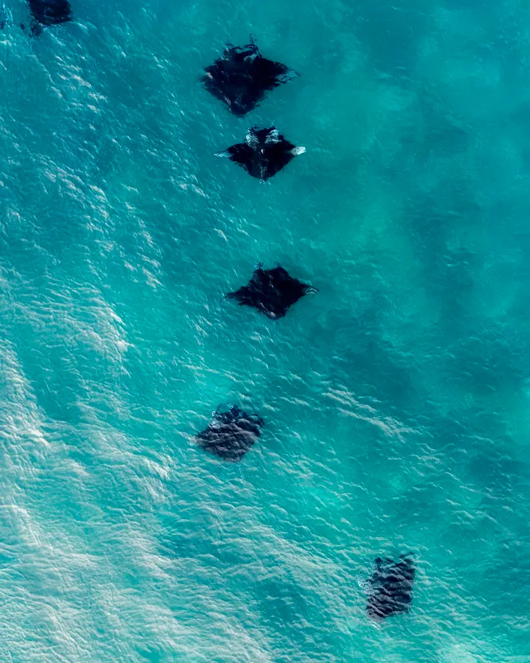 Manta Point 魔鬼魚（Manta）— 科莫多3日2夜浮潛體驗