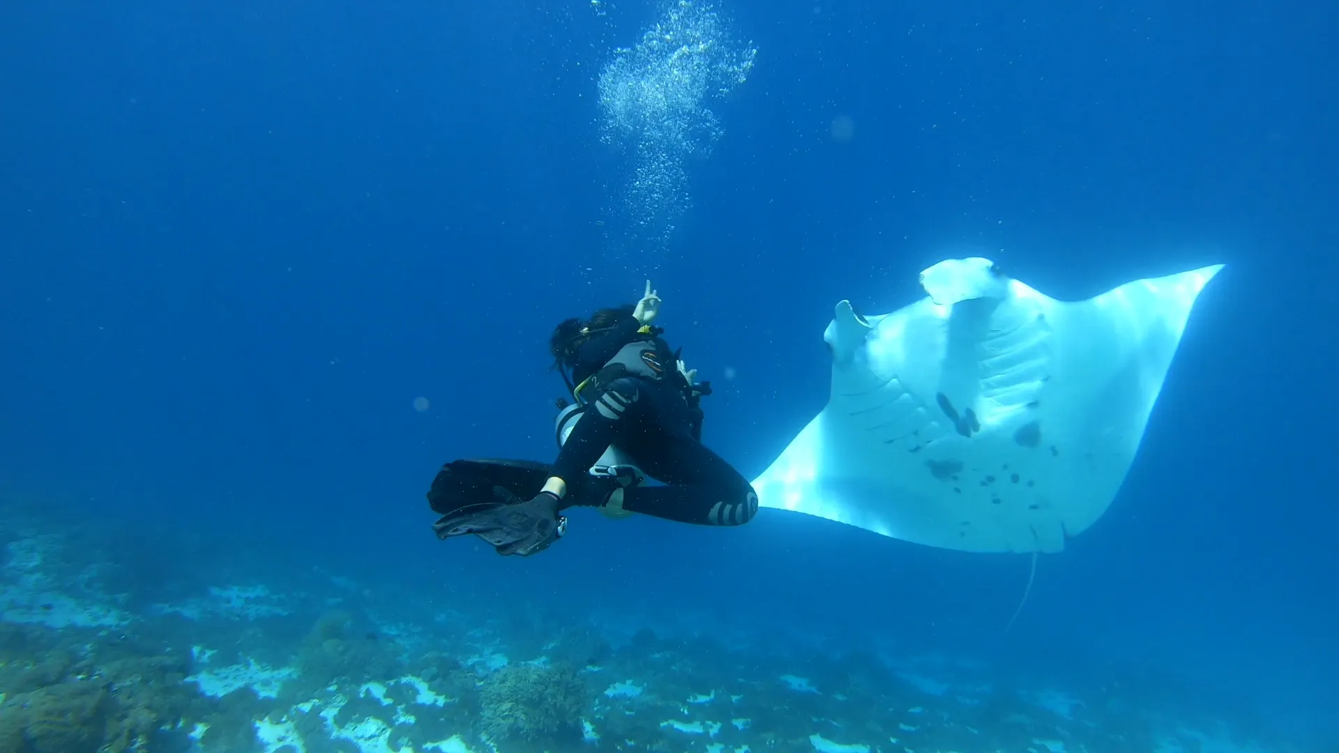 賓客與魔鬼魚(Manta)同游 — Manta Point 難忘一刻