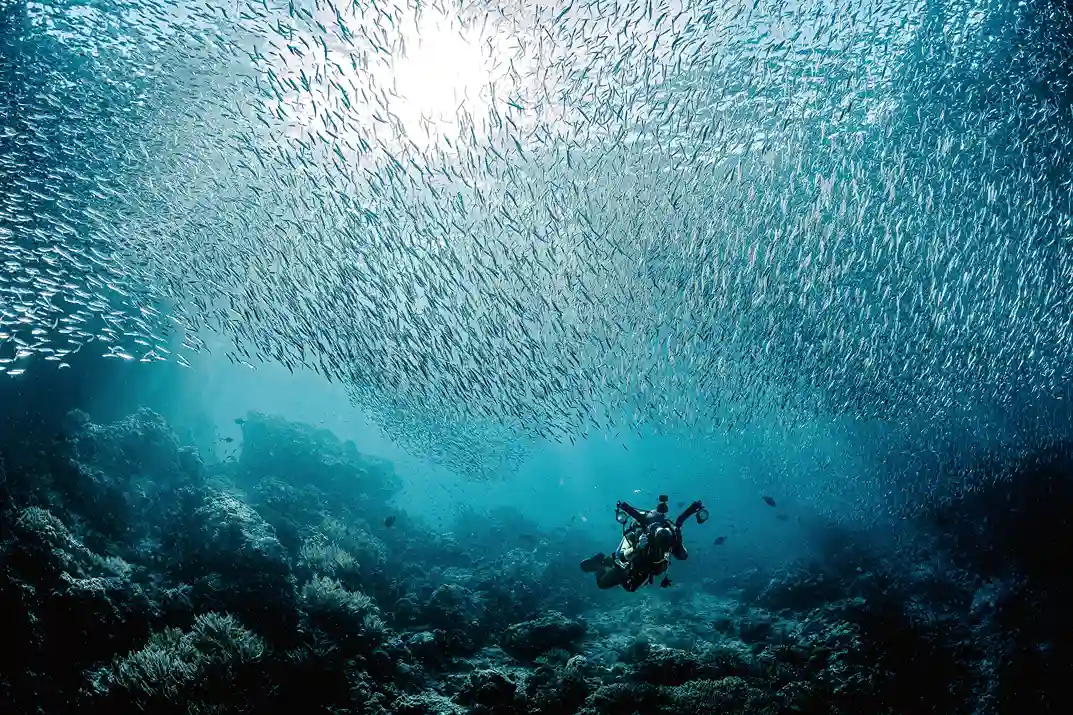 Raja Ampat 豪華船宿潛水體驗 — 珊瑚大三角世界級潛點